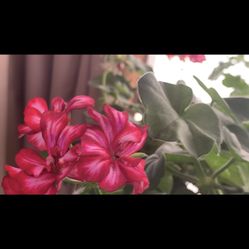 Mixed Ivy Geranium White And Red