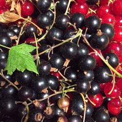  Black Currant (Edible Berries, Leaves-☕️,Rich In Vitamin C.)Perennial Bush.