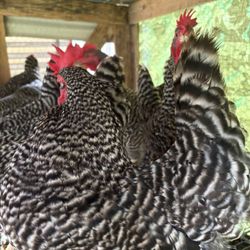Chicken 