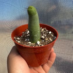 Exotic Penis Cactus (Trichocereus Bridgesii Monstrose) 🪴🌵