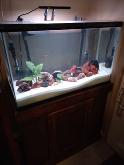 30 gallon fish tank setup
