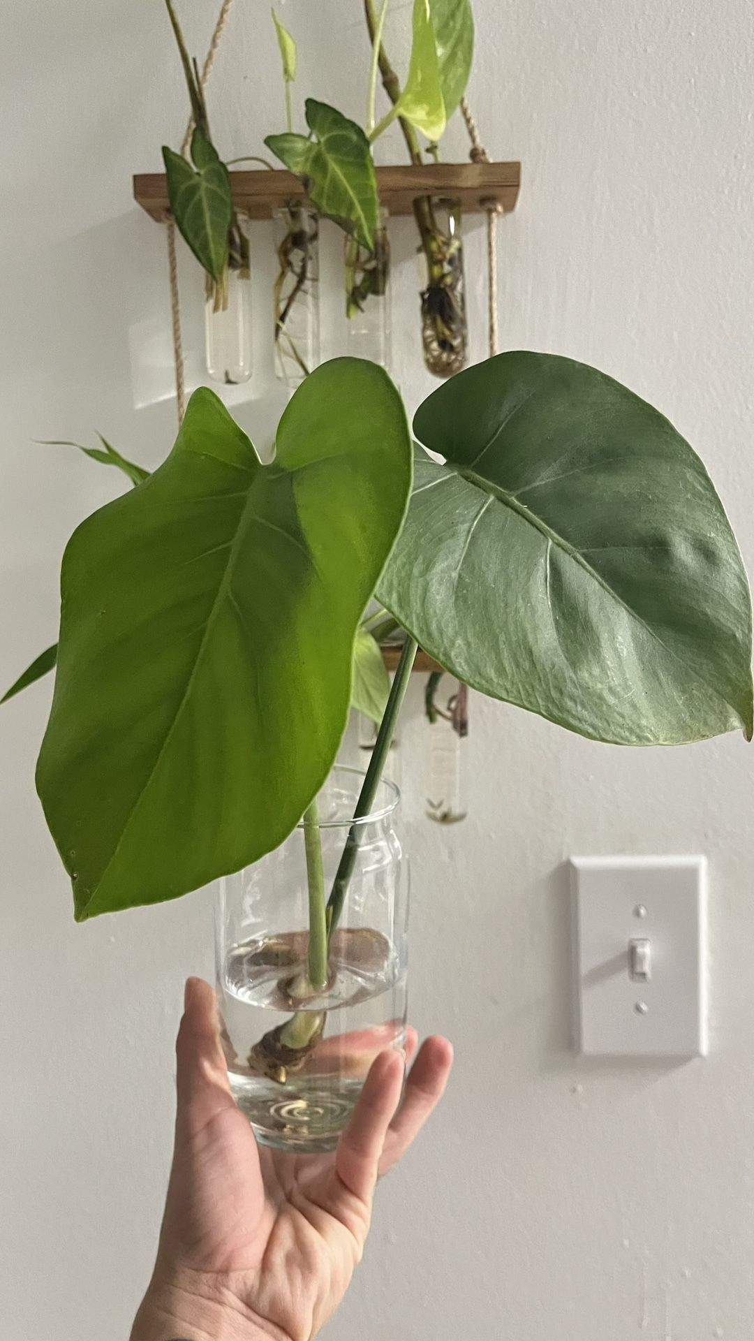 Monstera Deliciosa ,Swiss Cheese Live Plant, Evergreen Table Plant in 2" POT