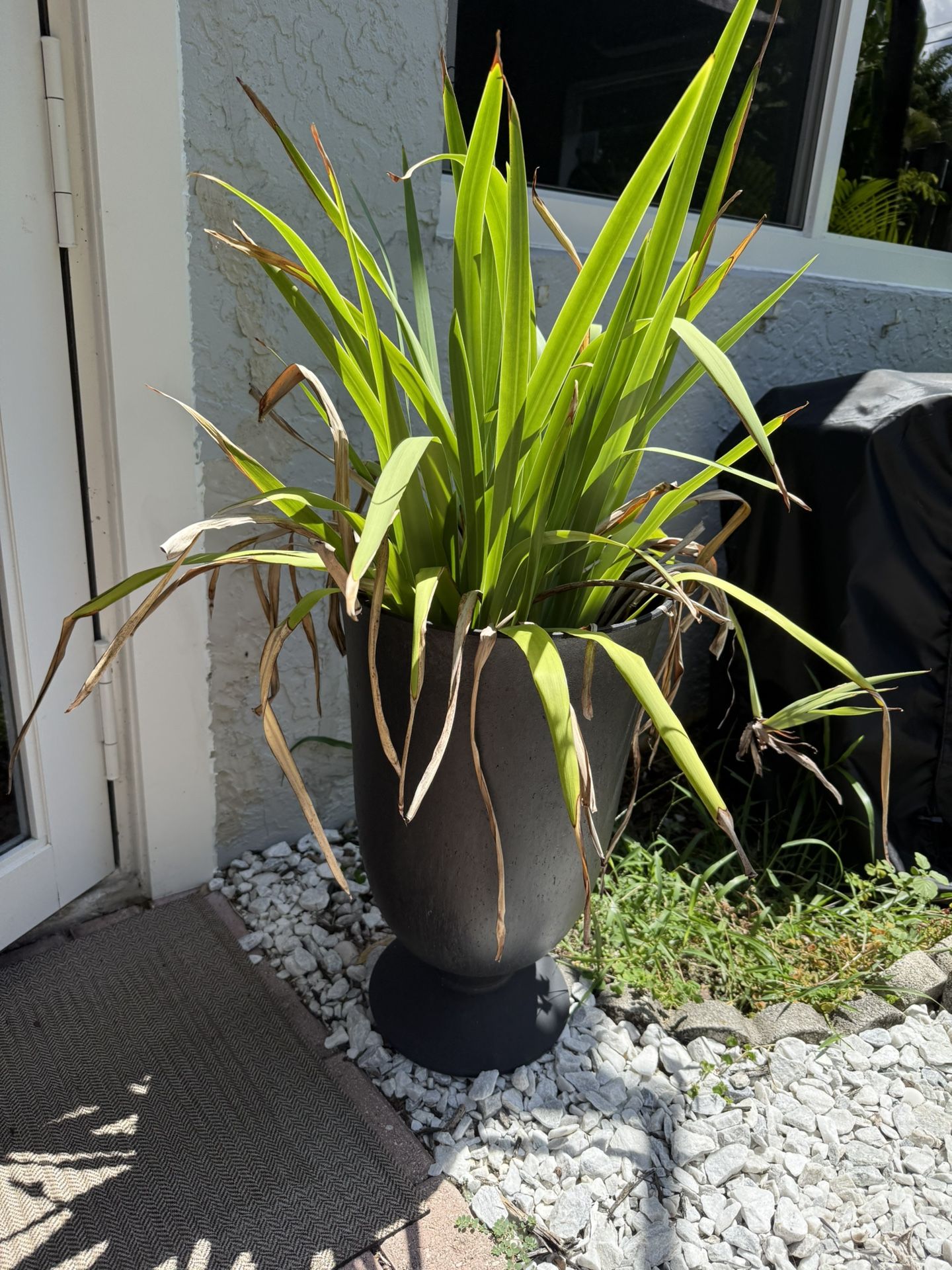 Two Plants With Pot