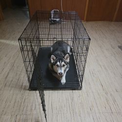 Large Sized Dog Crate/Cage