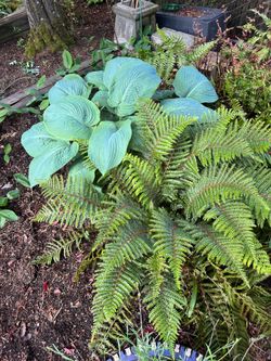 Large Mature Hostas – Specimen Shade Garden Plants