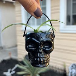 Skull Spider Plant
