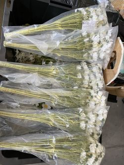 Plastic Daisies