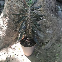 Kalanchoe