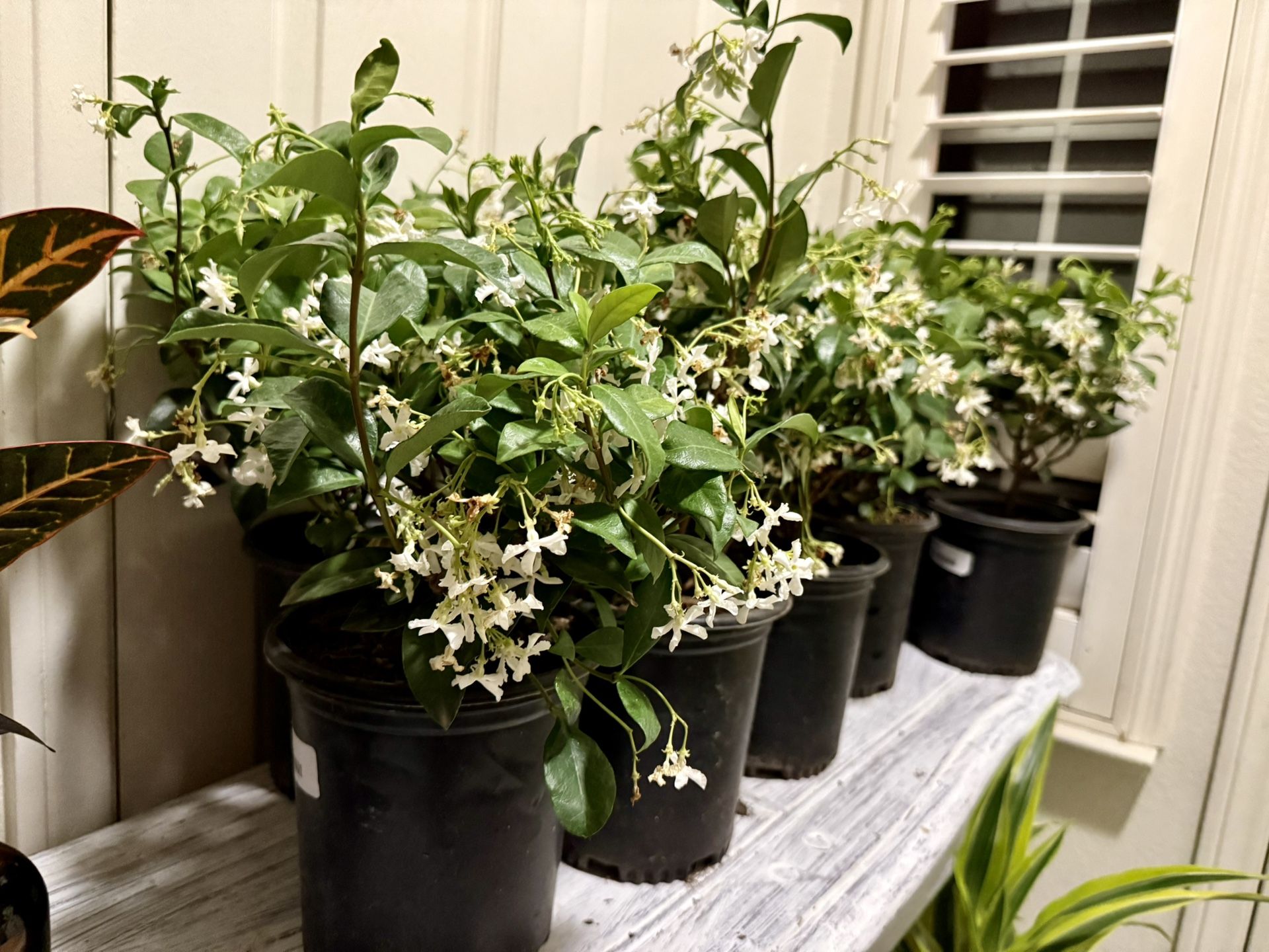 Sweet Fragrant Star Jasmine In 7” Pot🙏PLS READ DESCRIPTION