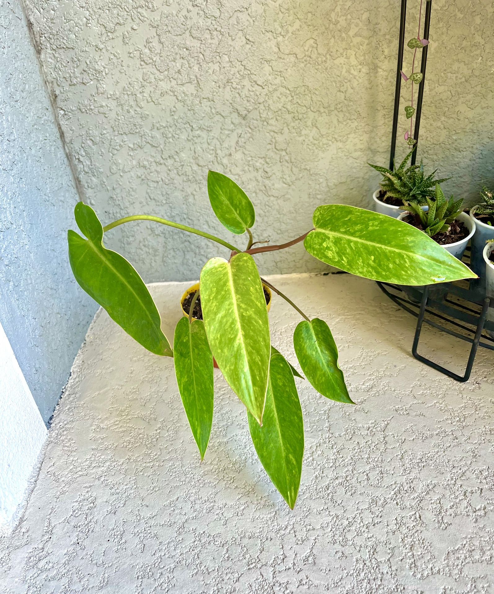 Philodendron Painted Lady Plant