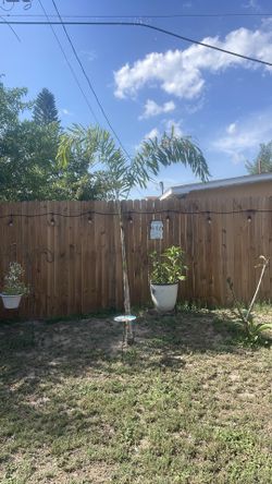 8-10ft newly planted foxtails.