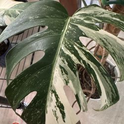 RARE Monstera Albo Plant Cutting With Node!