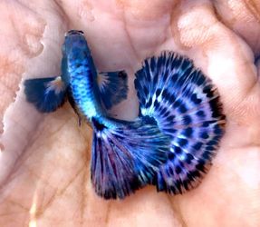 Purple Mosaic guppy decor
