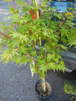 Japanese Maple