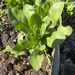 Calendula Flower Plants 