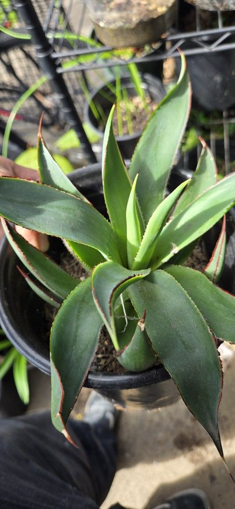 1 Agave Attenuata Red Margin