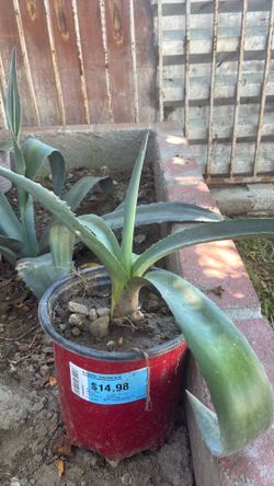 Blue Agave Maguey