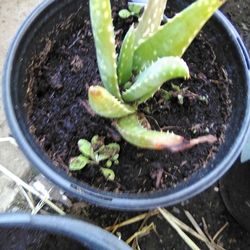 🪴Aloe Vera Plant (Savila)