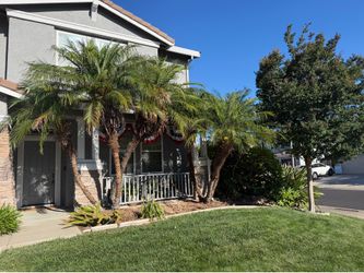 Palm Trees