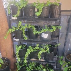 Elephant Plants