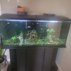 55 Gallon Fish Tank 
