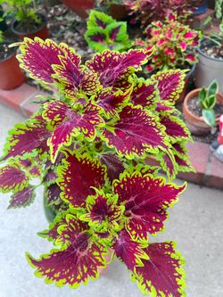 Oxford Street Coleus Plant Outdoor