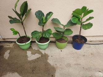 ALTMAN PLANTS
- FICUS LYRATA