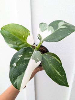 Philodendron White Wizard Plant 4" Pot - Indoor House Plants