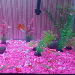 Fish Tank 