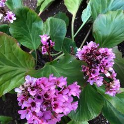 Bergenia  (Pig Squeak) Perennial Plant, Blooms in Autumn and Winter.