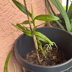 Arachnis annamensis Orchid Yellow And Pink Rare Orchid 