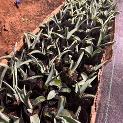 Agave Americana Starter Plants 4-6 Inches In Potted 