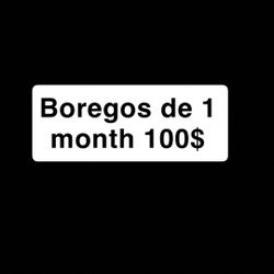Boregos For Sale 1 Month To Eat