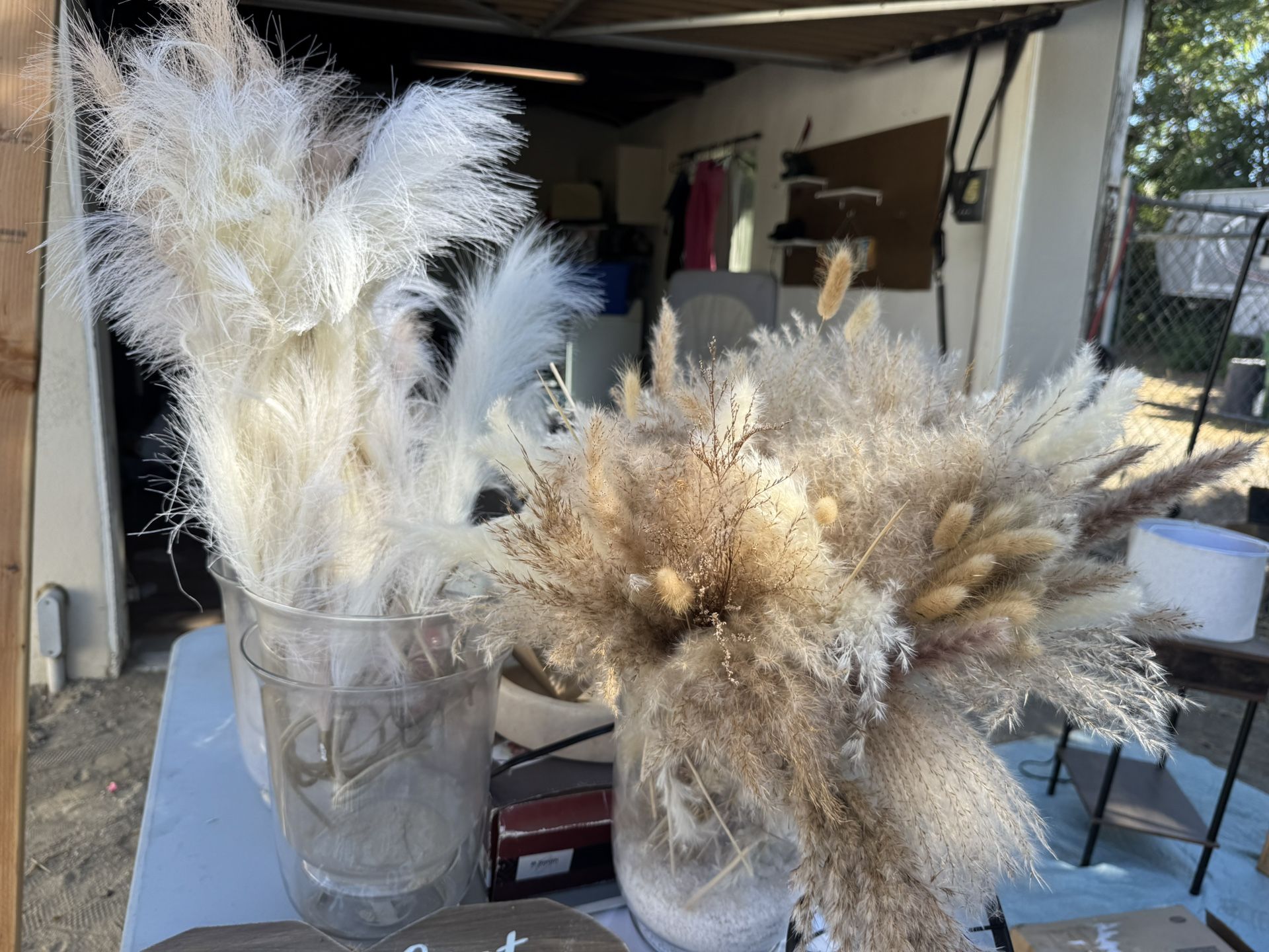 pampas grass