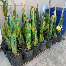 Dragon Fruit Plants 