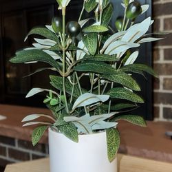 Fake Olive Plant 