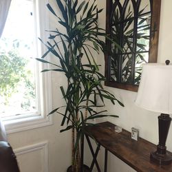 Natural indoor plant