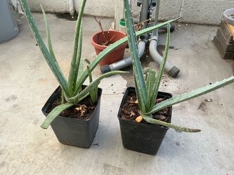 Aloes 2 plants
