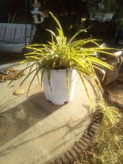 Large Spider Plant 🌿 Full & Lush • Easy Care • Pet Safe. Planta Cinta Grande 🌿 Frondosa • Fácil • Segura Mascotas