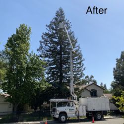 Tree Trimming 