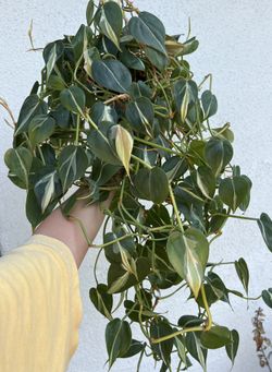 Silver Stripe Philodendron Super Bushy Plant