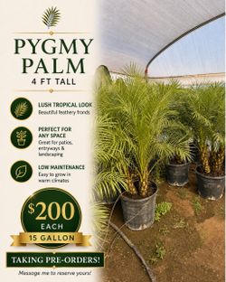 🌴 Pygmy Palm 🌴