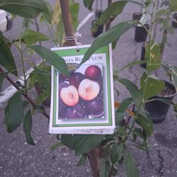 Apple,plum,lime,lemon,and Hybrids