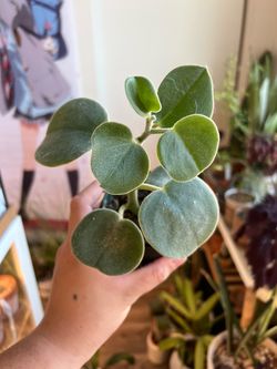 Peperomia incana