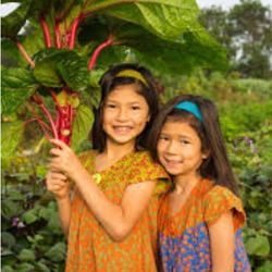 Kikos Crump Plant In 1gal Edible Perinneal  Salad Tree 