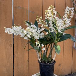 Dendrobium  Specio-Kingianum  “Snowfall”