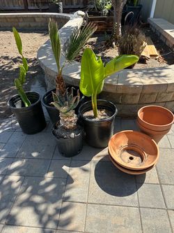 Garden Plants & Pots