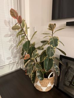 Variegated Rubber Tree Plant in Basket