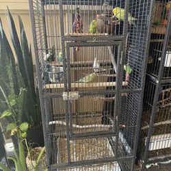 Bird Cage 