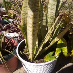 2 Mother N Laws Tongue Plants In A Pot For $20